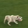 Cane invade campo da calcio
