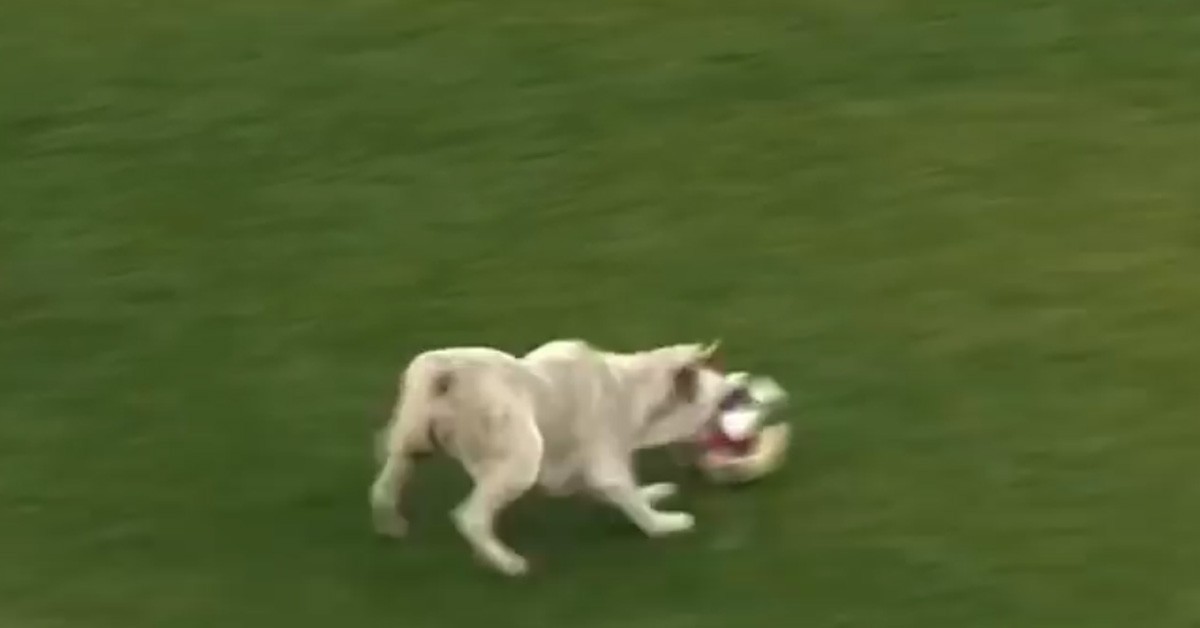 Cane Labrador invade il campo da calcio durante la partita (VIDEO)