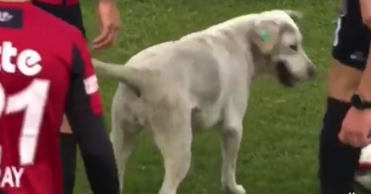 Cane invade campo da calcio