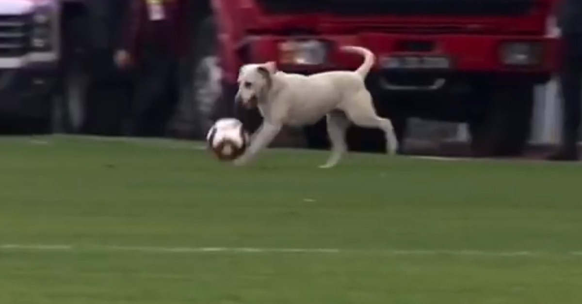 Cane invade campo da calcio