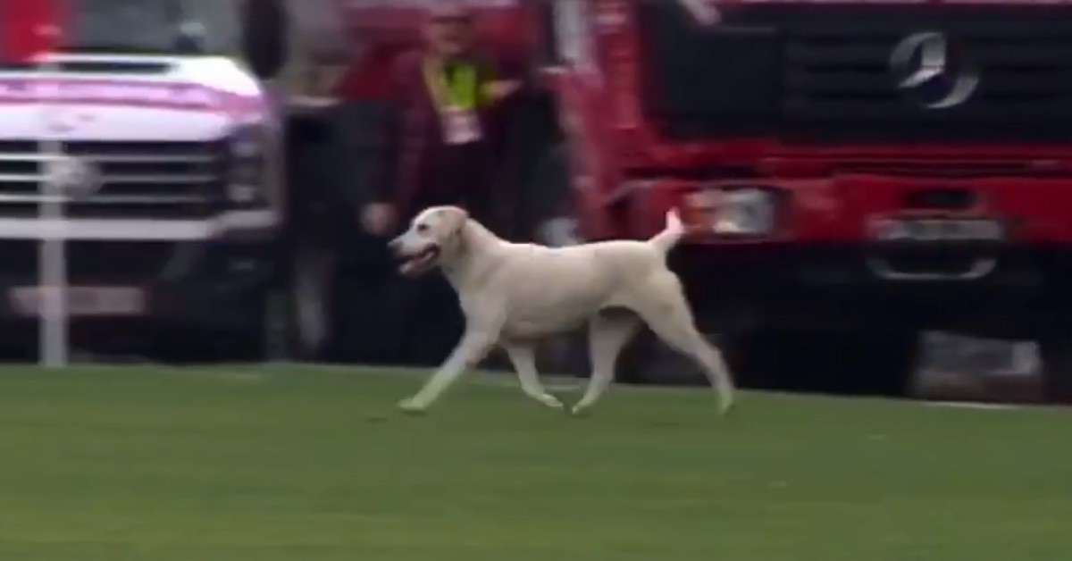 Cane invade campo da calcio