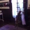 Cane felice di vedere la proprietaria