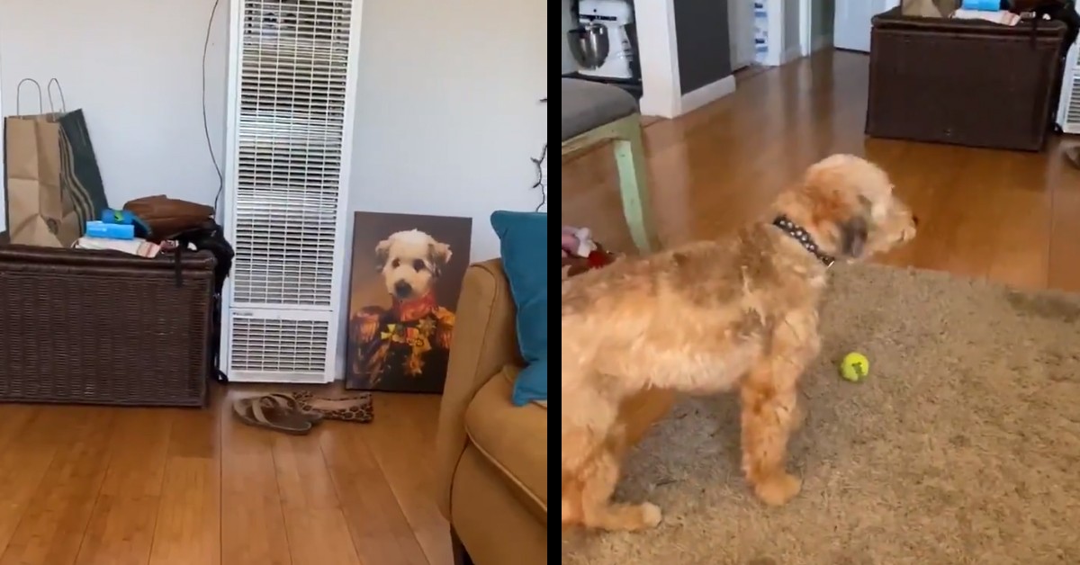 Cane vede il suo ritratto: il video della sua incredibile reazione