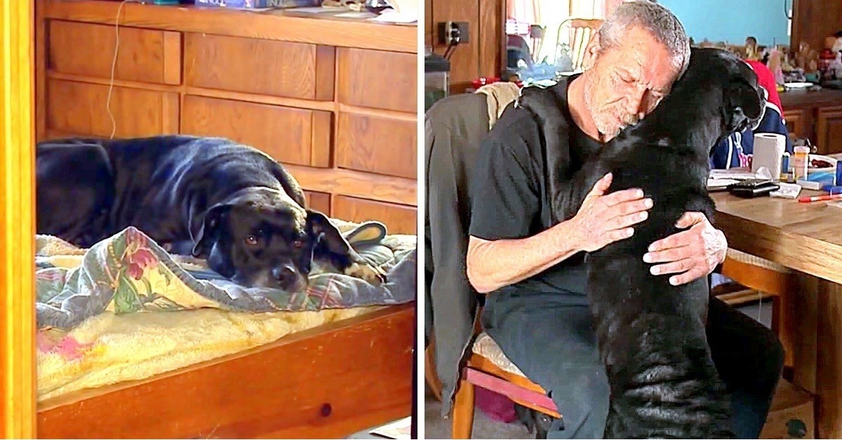Cheyenne riesce a salvare la vita del suo amico umano