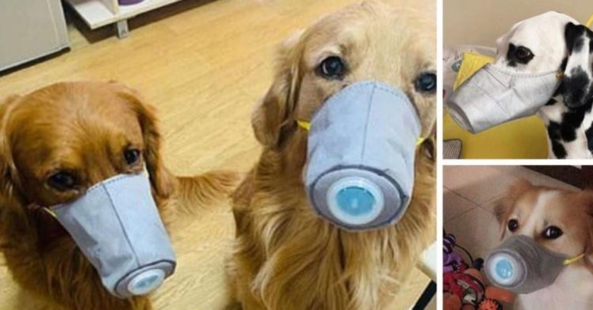 Gli animalisti intervengono in Cina per salvare gli animali dalla psicosi del Coronavirus