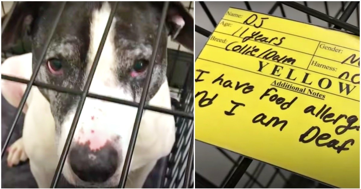 Dj il cane che non riesce a trovare una famiglia