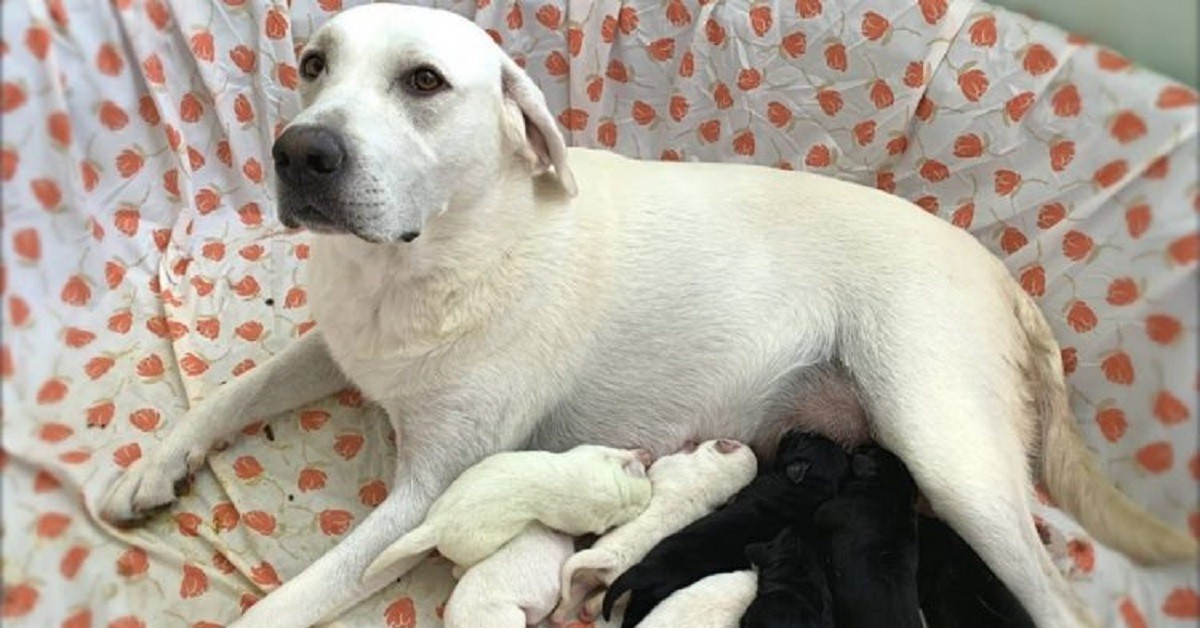 La reazione di un cane quando partorisce e vede il cucciolo più debole e più piccolo