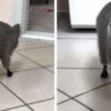 Gattino con le protesi
