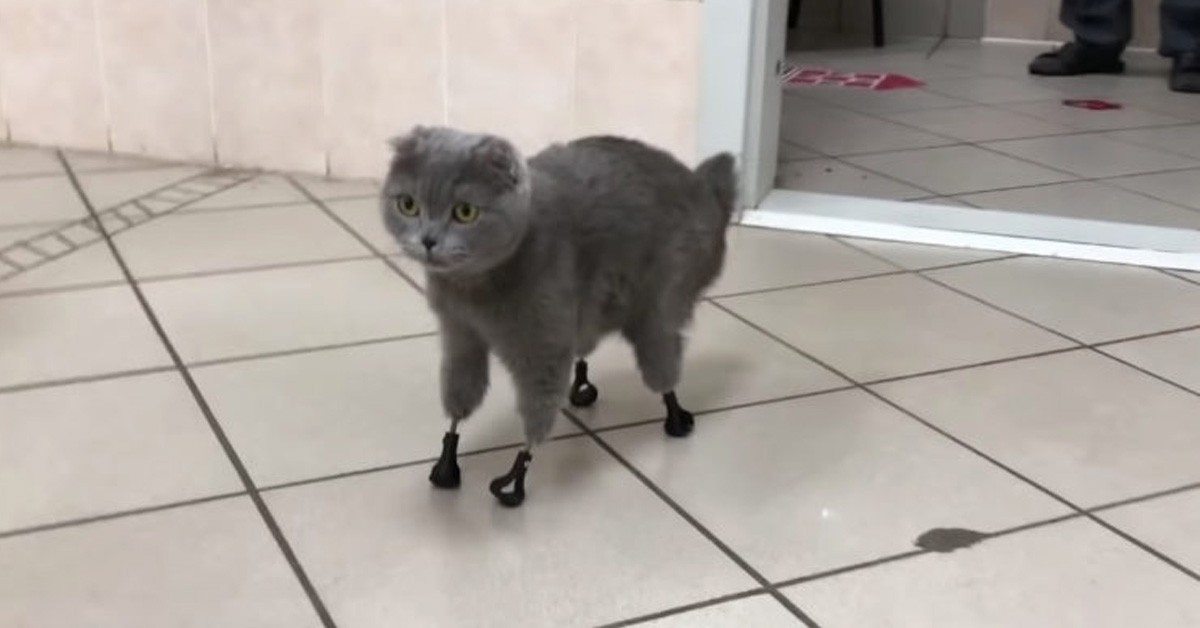 Gattino con le protesi