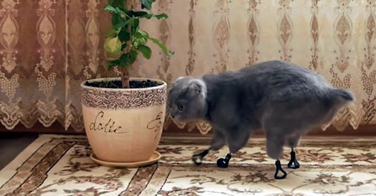 Gattino con le protesi