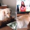 Gattino con un cane