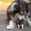 Gattino che gioca con un Husky