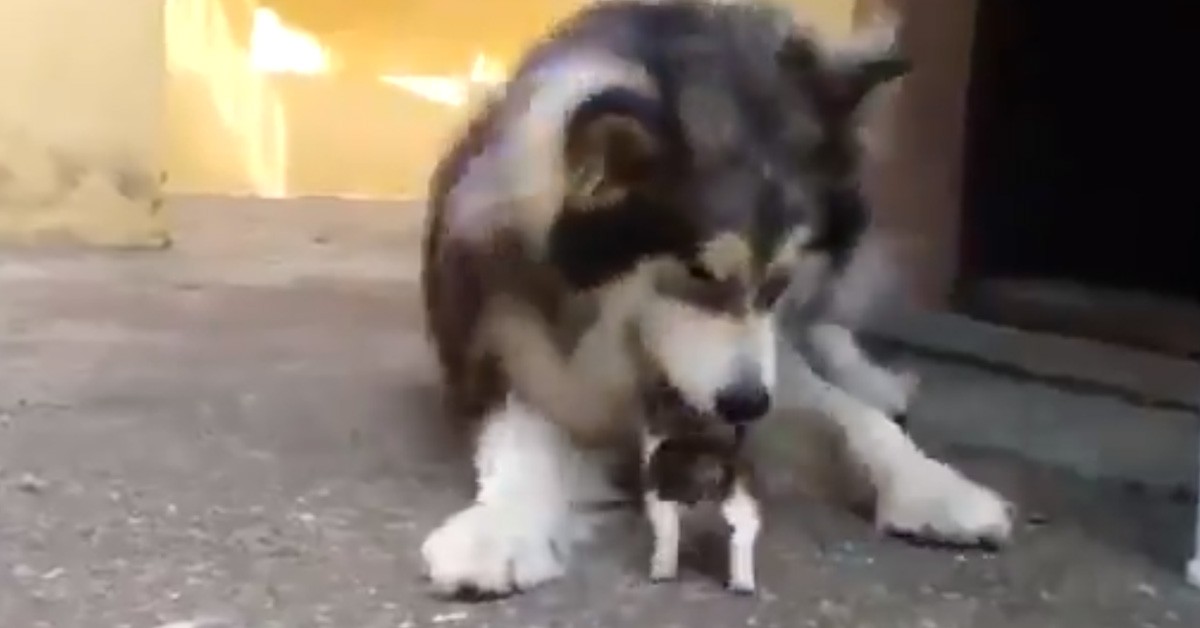 Gattino gioca con cane Husky: il video virale