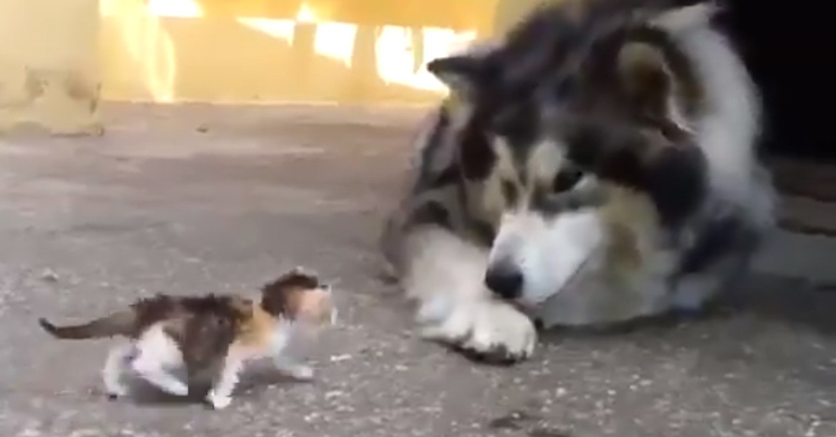 Gattino che gioca con un Husky