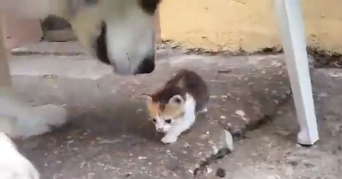 Gattino che gioca con un Husky