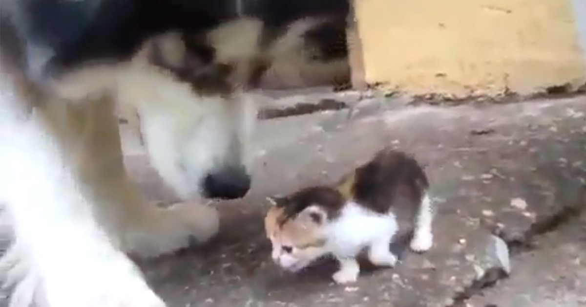 Gattino che gioca con un Husky