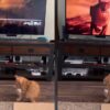 Gattino vede puma alla Tv