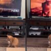 Gattino vede puma alla Tv