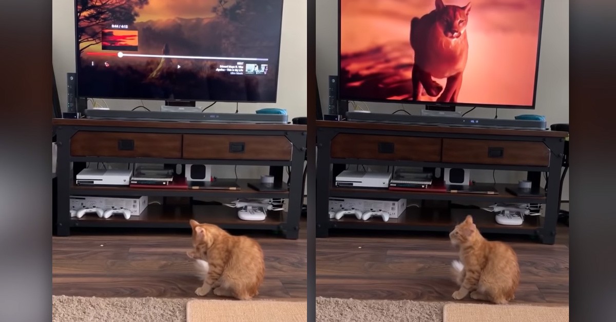 Gattino vede puma alla Tv