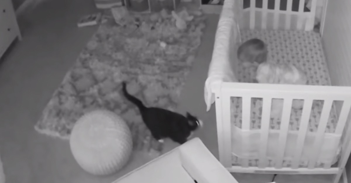 Il gattino Zara e la sua conversazione con un bambino: il video divertente