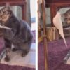 Gattino che gioca con un pappagallo