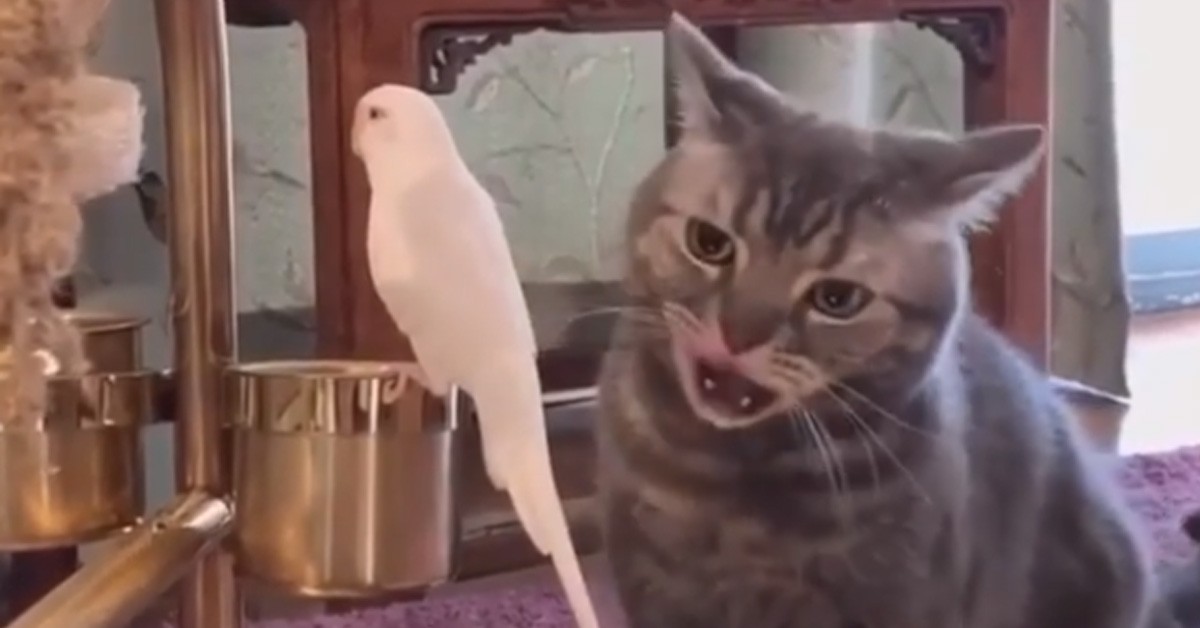Gattino che gioca con un pappagallo