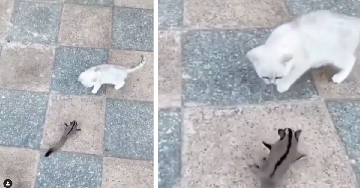 Il gattino e lo scoiattolo: il video della loro “lotta”