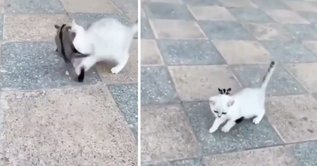 Gattino che gioca con uno scoiattolo