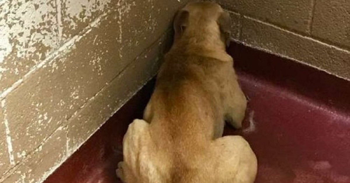 Cagnolino così spaventato in un rifugio non lascia il suo angolo per nessuna ragione al mondo