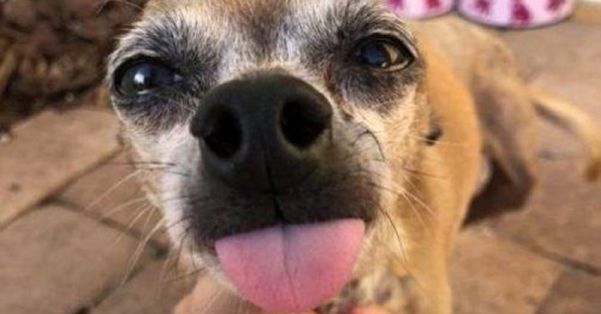 La donna che lotta per salvare i cani in difficoltà