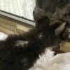 Gattino che si guarda allo specchio