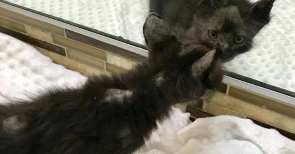 Kai, il gattino che dopo molta sofferenza è finalmente felice: il video