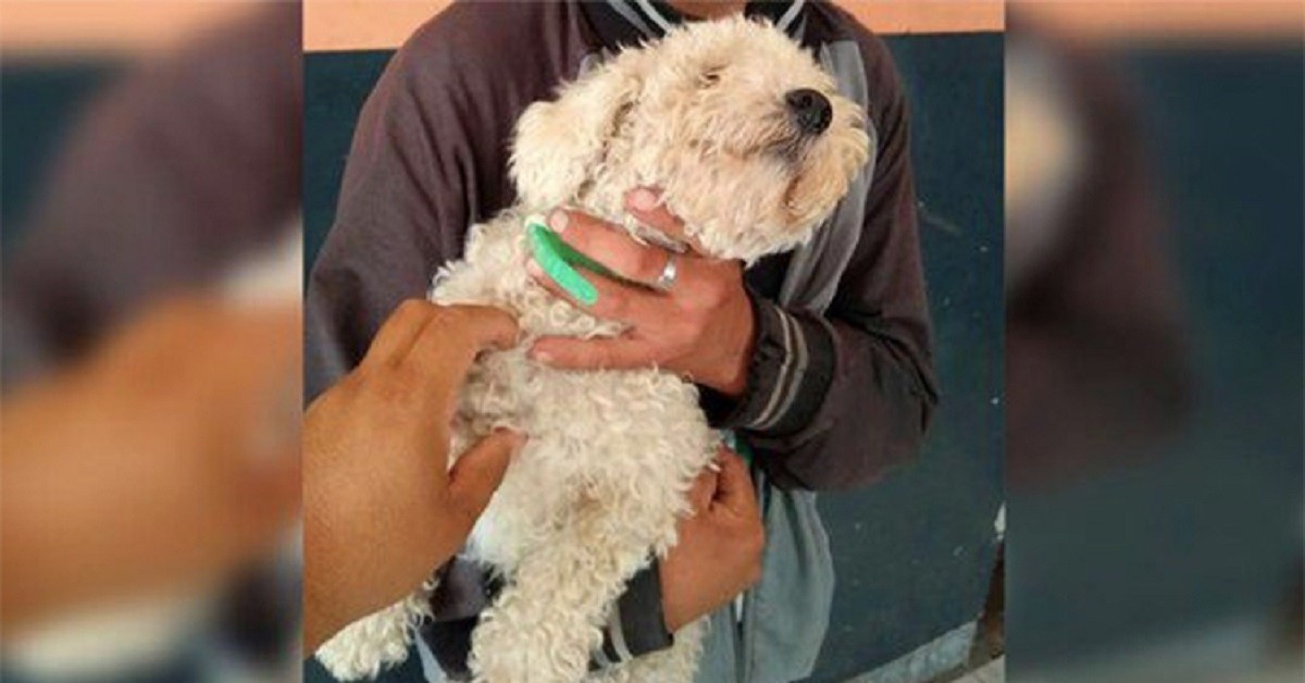Ragazzo fa soffrire un cane dopo averlo rubato per San Valentino