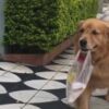 Cane con una busta in bocca