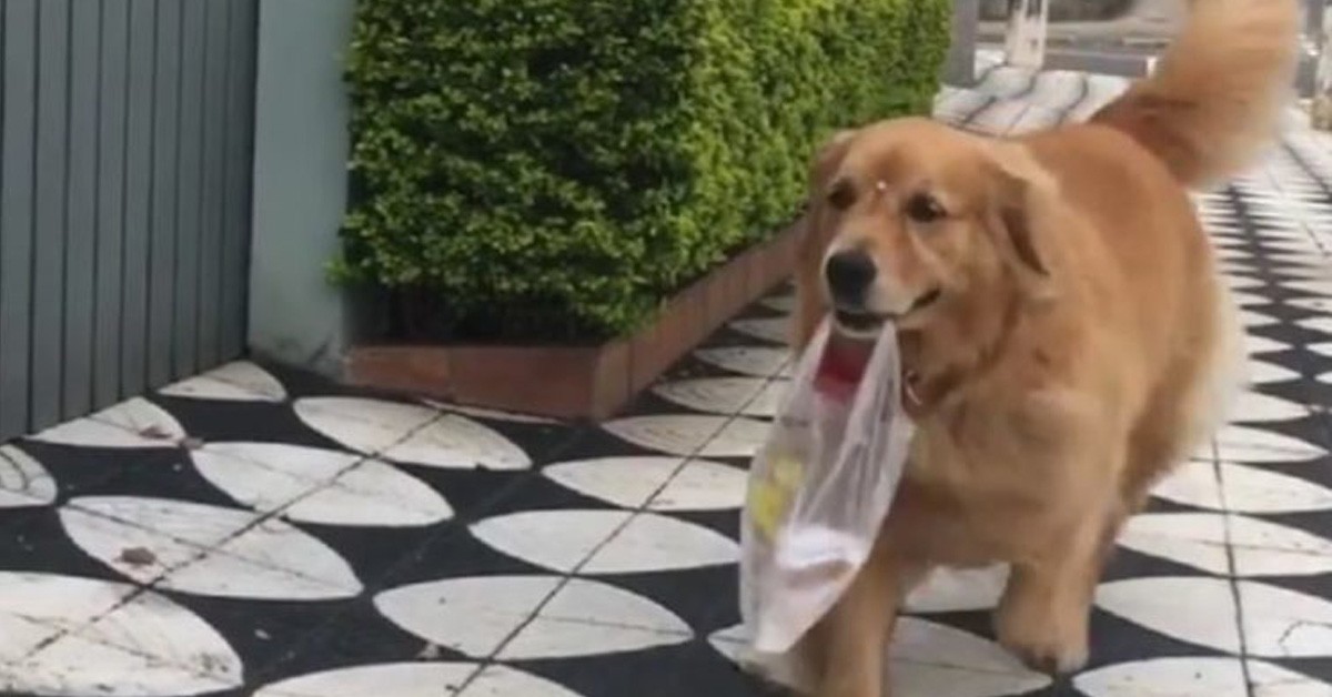 Mel, il cane Golden Retriever che ogni giorno compra il pane (VIDEO)