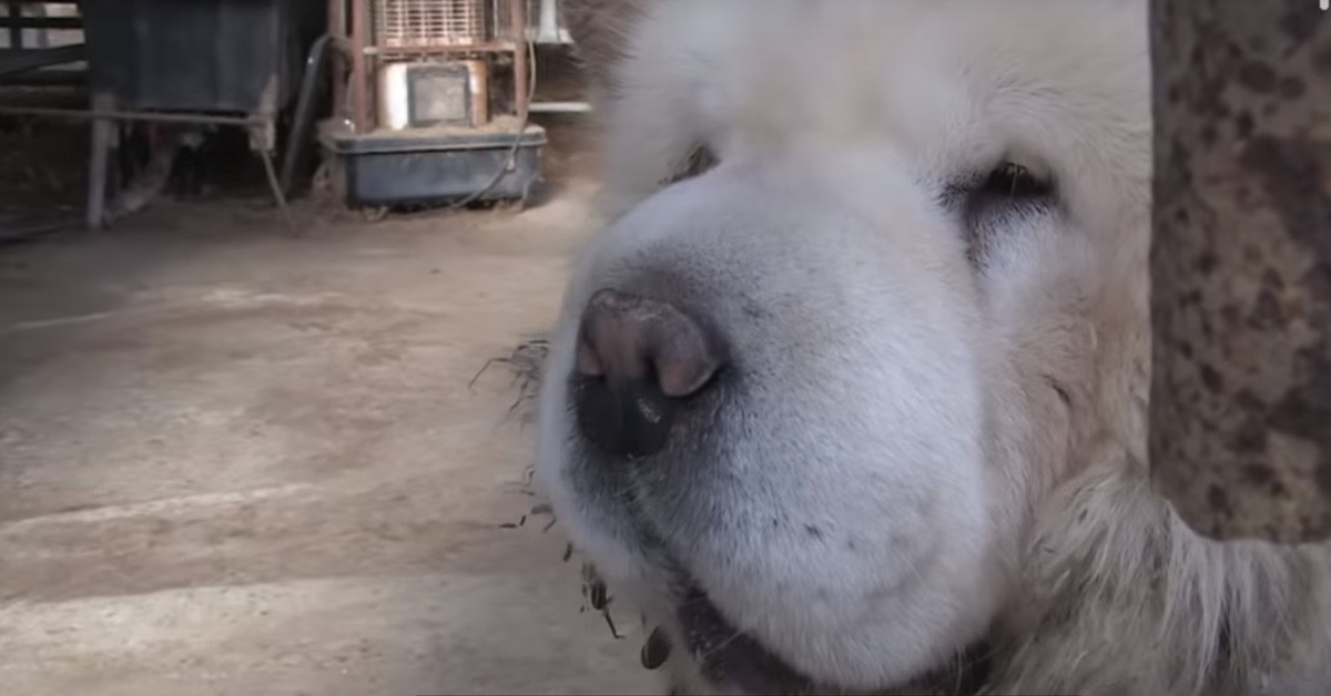 Cane Chow Chow