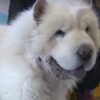 Cane Chow Chow