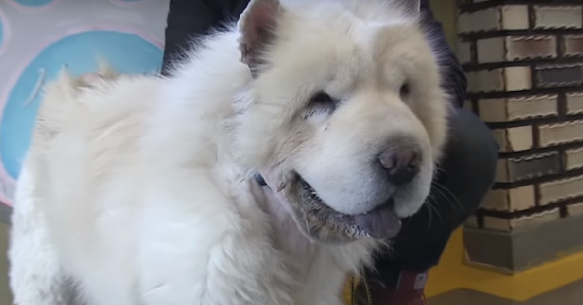 Mongee, il cane Chow Chow maltrattato che è rinato grazie all’amore (VIDEO)