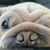 Mork-il-cane-che-assomiglia-a-Baby-Yoda-che-fa-impazzire-il-web-video