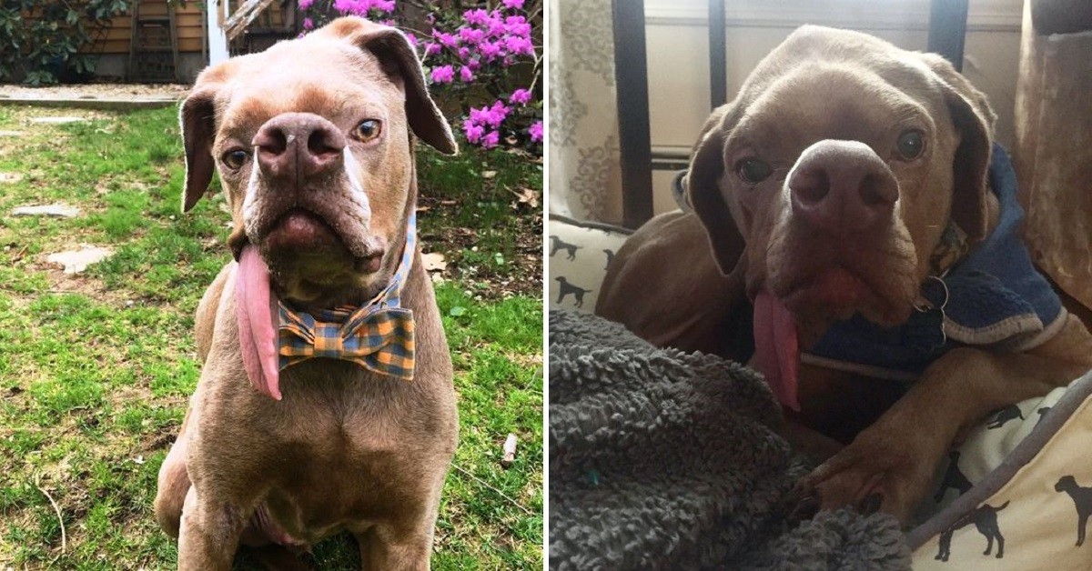 Cane abbandonato perché brutto poteva morire, ma qualcuno lo ha salvato nel rifugio