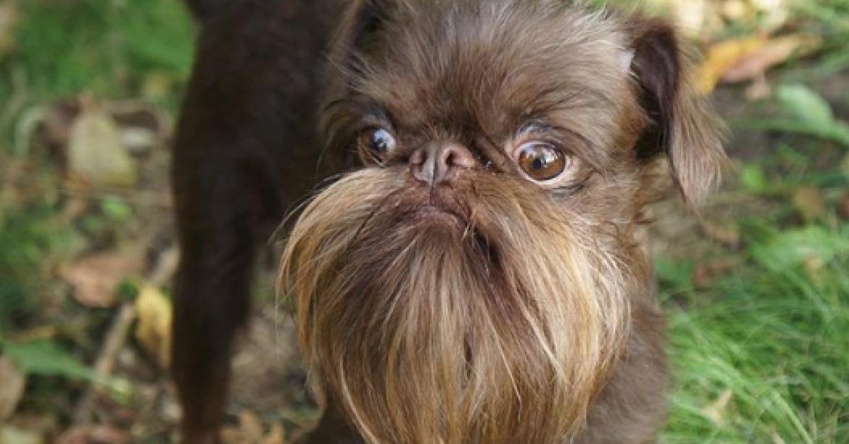 Nuts, il cane grifone belga che assomiglia a Chewbecca (VIDEO)