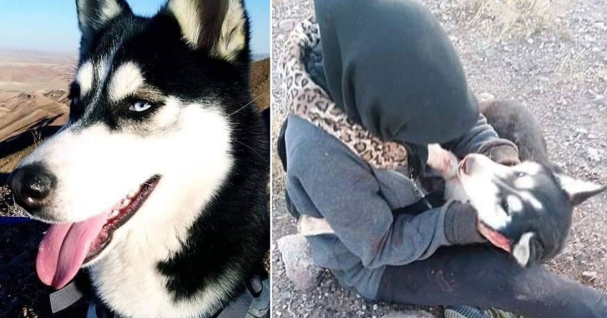 Una donna non può avere un cane. È così che è morto il povero Aseman
