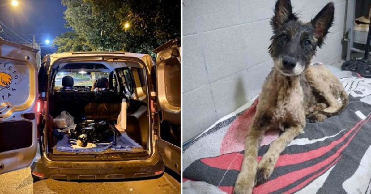 Bambini salvano una povera cagnolina ricoperta di catrame