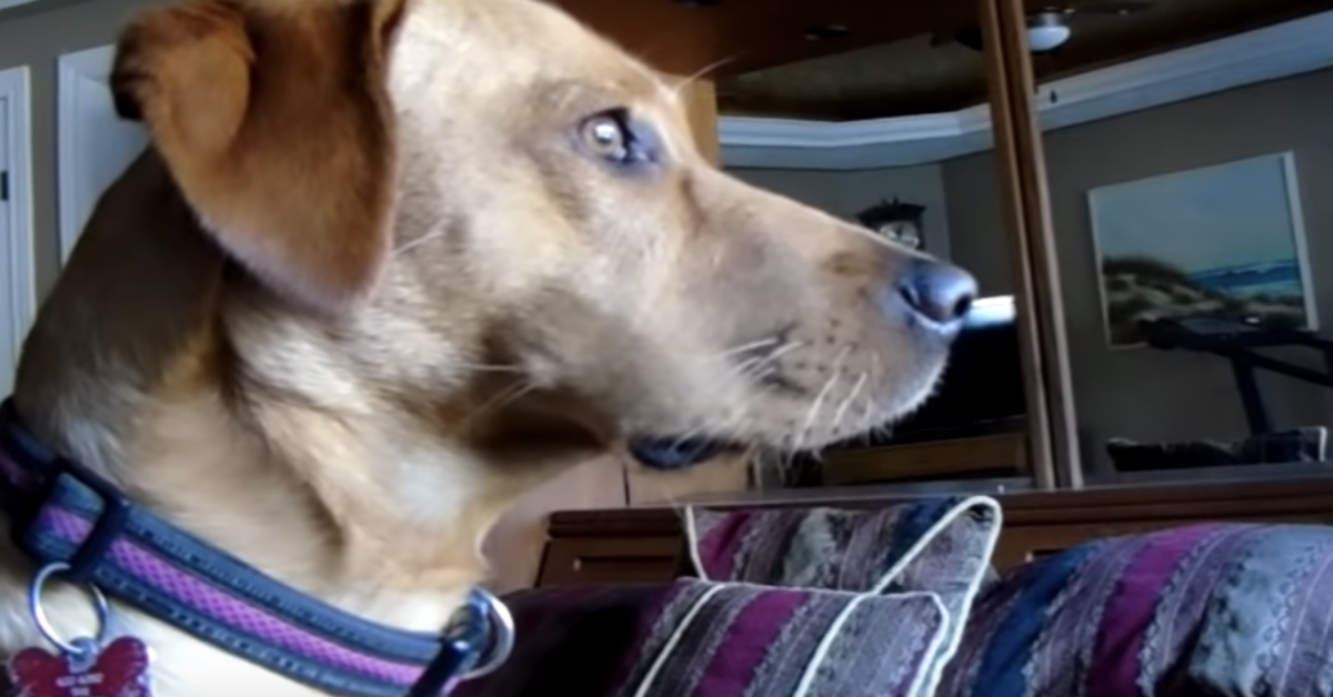 L’amore e la fedeltà di un cane