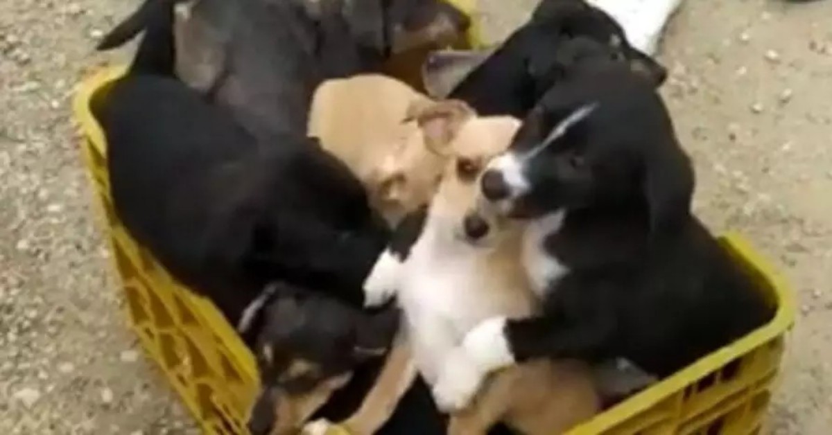 Sedici cuccioli abbandonati per strada in Spagna