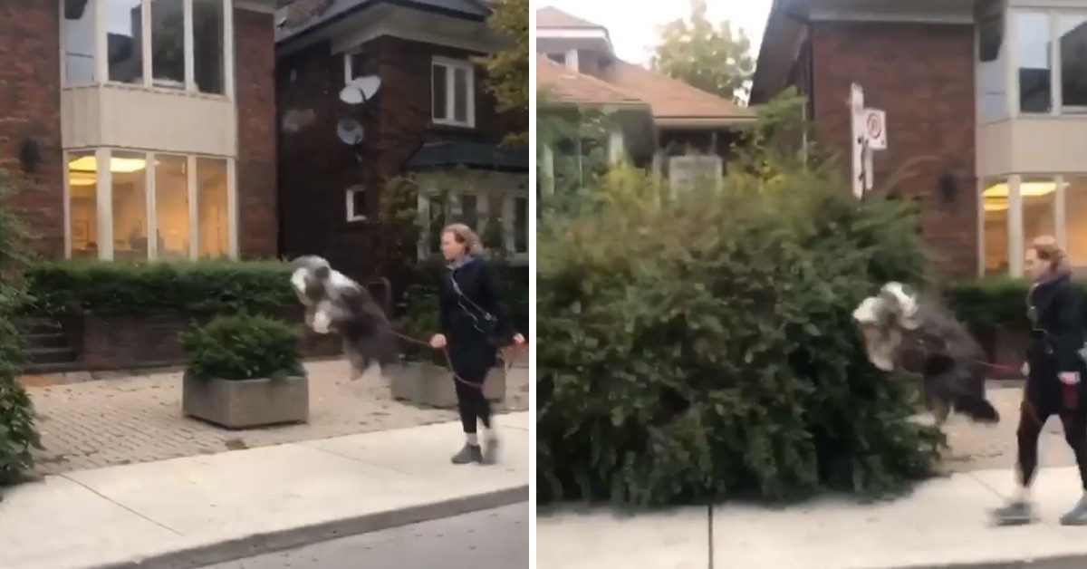 Cane Bobtail è il cane più felice del mondo (Video)