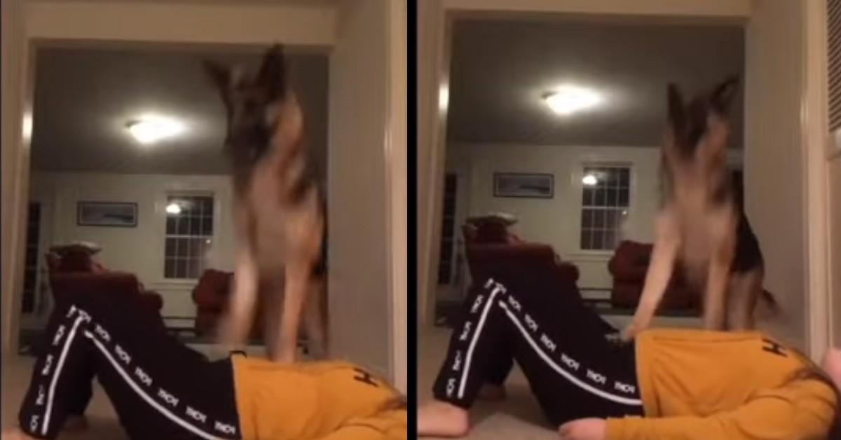 Sadie, il cane Pastore Tedesco che sa fare il massaggio cardiaco: il video