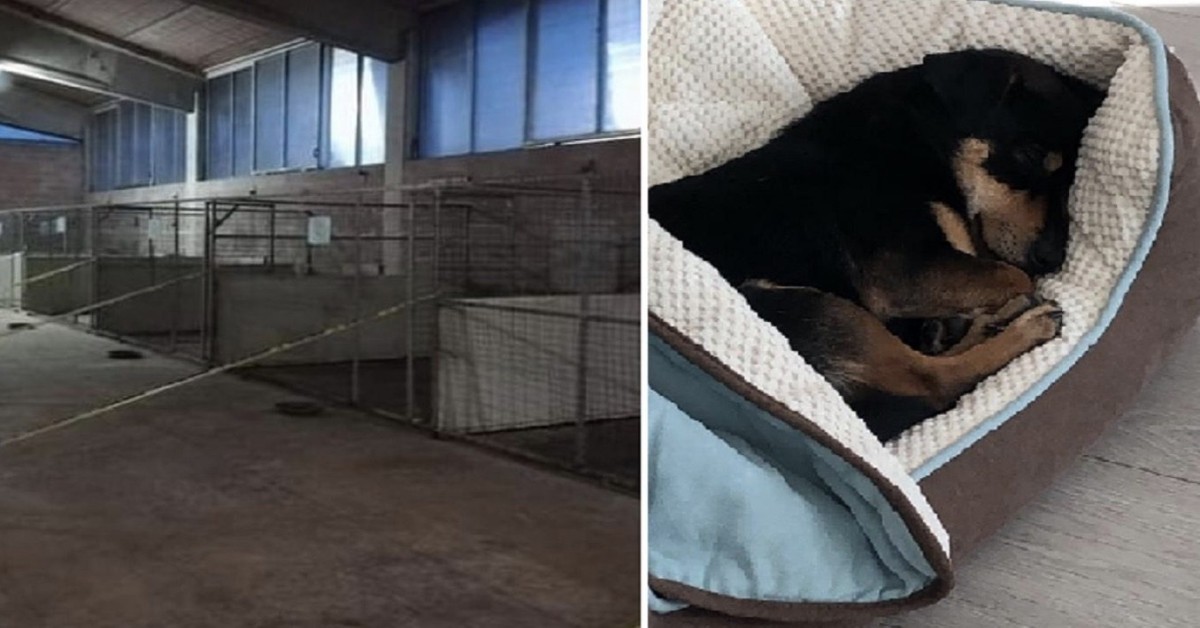 Vicenza, il canile chiude i cancelli: “non ci sono più cani”