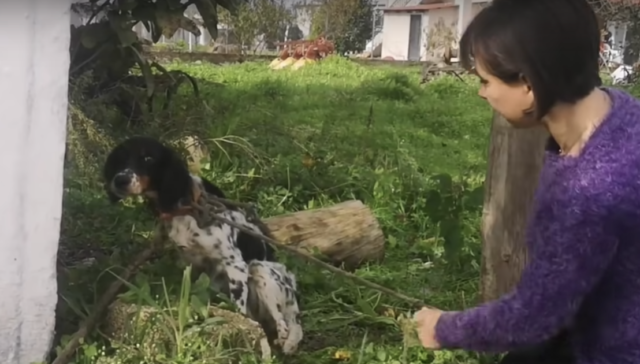 il-salvataggio-della-cagnolina-legata-ad-un-albero