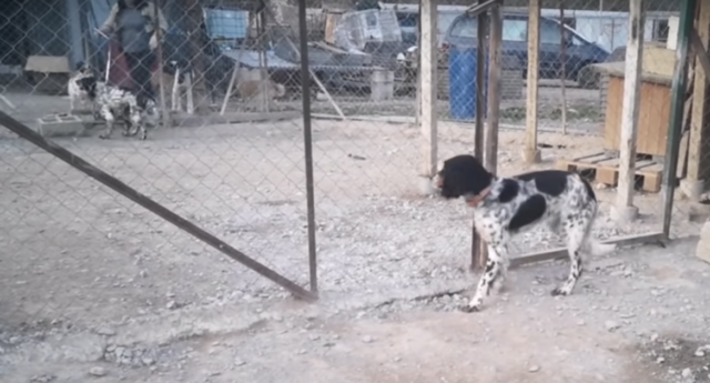 il-salvataggio-della-cagnolina-legata-ad-un-albero 3